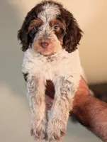 MOCHI, a female Cavapoo and Miniature Bernedoodle for sale in Sacramento, CA – Photo 3 of 5