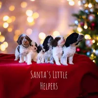 MOCHI, a female Cavapoo and Miniature Bernedoodle for sale in Sacramento, CA – Photo 5 of 5