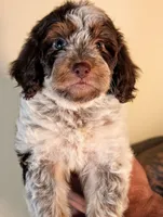MOCHI, a female Cavapoo and Miniature Bernedoodle for sale in Sacramento, CA – Photo 4 of 5