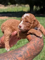RUFFLES, a female Cavapoo and Poodle - Miniature  for sale in Sacramento, CA – 2 of 5