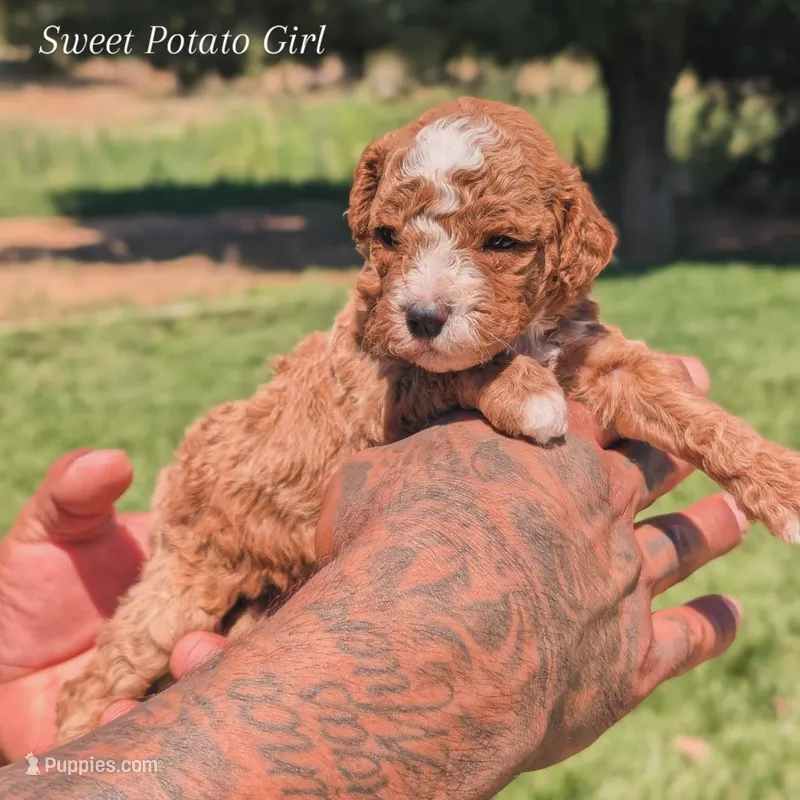 SWEET POTATO – Cavapoo, Poodle - Miniature  puppy for sale in Sacramento, CA