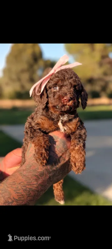 MORTICIA  – Poodle - Miniature , Miniature Bernedoodle puppy for sale in Sacramento, CA
