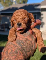 CHAI, a male Goldendoodle for sale in Sacramento, CA – 4 of 6