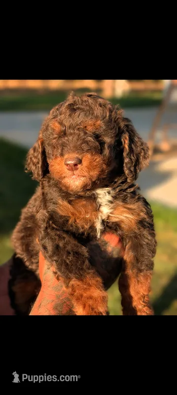 Dracula  – Poodle - Miniature , Miniature Bernedoodle puppy for sale in Sacramento, CA