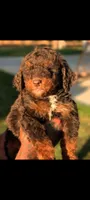 Dracula , a male Poodle - Miniature  and Miniature Bernedoodle for sale in Sacramento, CA – 1 of 2