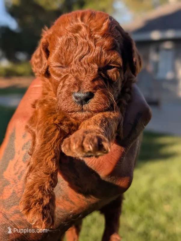 AUTUMN – Goldendoodle puppy for sale in Sacramento, CA