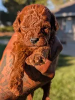 AUTUMN, a male Goldendoodle for sale in Sacramento, CA – 1 of 5