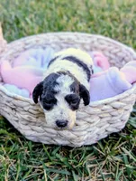 SALEMB, a female Cavapoo and Miniature Bernedoodle for sale in Sacramento, CA – 4 of 4