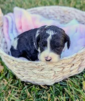RAVEN, a female Cavapoo and Miniature Bernedoodle for sale in Sacramento, CA – 3 of 5