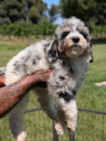 CYPRESS , a male Goldendoodle and Miniature Bernedoodle for sale in Sacramento, CA – 4 of 10