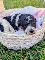 SAGE, a female Cavapoo and Miniature Bernedoodle for sale in Sacramento, CA – 1 of 4