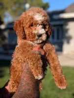 SWEET POTATO, a female Cavapoo and Poodle - Miniature  for sale in Sacramento, CA – 2 of 10
