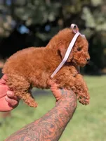 PUMPKIN SPICE , a female Goldendoodle and Poodle - Miniature  for sale in Sacramento, CA – 2 of 10