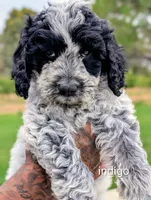 INDIGO , a female Cavapoo and Miniature Bernedoodle for sale in Sacramento, CA – 3 of 9