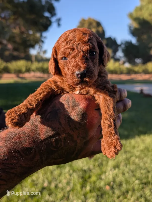 MAPLE – Goldendoodle puppy for sale in Sacramento, CA