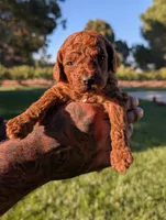 MAPLE, a male Goldendoodle for sale in Sacramento, CA – 1 of 4