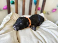 PUMPKIN, a female Bernedoodle and Miniature Bernedoodle for sale in Sacramento, CA – Photo 4 of 7
