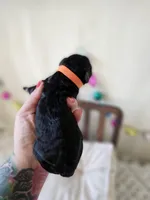 PUMPKIN, a female Bernedoodle and Miniature Bernedoodle for sale in Sacramento, CA – Photo 6 of 7