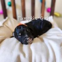 PUMPKIN, a female Bernedoodle and Miniature Bernedoodle for sale in Sacramento, CA – Photo 5 of 7