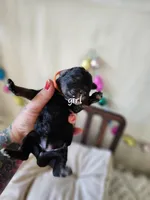 PUMPKIN, a female Bernedoodle and Miniature Bernedoodle for sale in Sacramento, CA – Photo 7 of 7