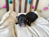 PUMPKIN, a female Bernedoodle and Miniature Bernedoodle for sale in Sacramento, CA – Photo 3 of 7