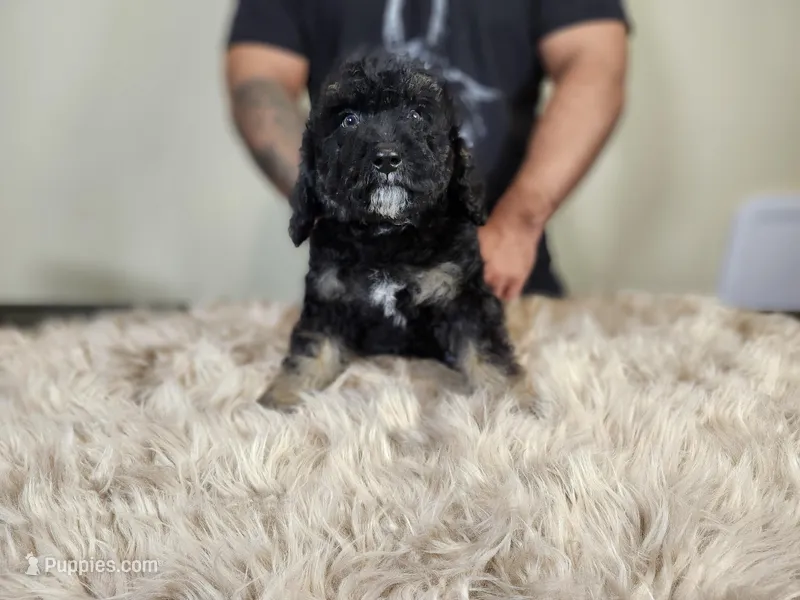PUMPKIN, a female Bernedoodle and Miniature Bernedoodle for sale in Sacramento, CA – Photo 1 of 7
