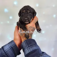 PUMPKIN, a female Bernedoodle and Miniature Bernedoodle for sale in Sacramento, CA – Photo 2 of 7