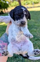 SABRINA, a female Cavapoo and Miniature Bernedoodle for sale in Sacramento, CA – 3 of 4