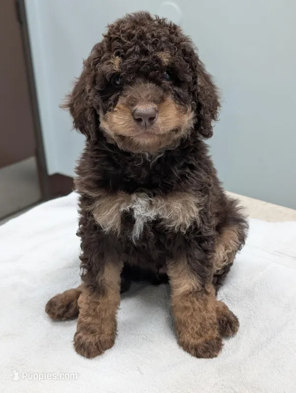 Terminator – Goldendoodle, Miniature Bernedoodle puppy for sale in Sacramento, CA
