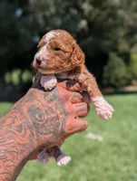 WAFFLES, a female Cavapoo and Poodle - Miniature  for sale in Sacramento, CA – 2 of 6