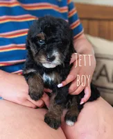 JETT, a male Miniature Bernedoodle for sale in Sacramento, CA – Photo 1 of 5