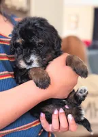 JETT, a male Miniature Bernedoodle for sale in Sacramento, CA – Photo 3 of 5