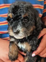 JETT, a male Miniature Bernedoodle for sale in Sacramento, CA – Photo 5 of 5