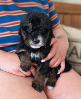 JETT, a male Miniature Bernedoodle for sale in Sacramento, CA – Photo 4 of 5