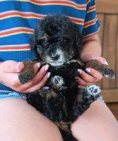 JETT, a male Miniature Bernedoodle for sale in Sacramento, CA – Photo 2 of 5