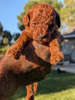 AUTUMN, a male Goldendoodle for sale in Sacramento, CA – 5 of 5