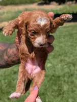 PRINGLES, a female Cavapoo and Poodle - Miniature  for sale in Sacramento, CA – 5 of 6