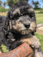 CEDAR , a female Goldendoodle and Miniature Bernedoodle for sale in Sacramento, CA – 2 of 8