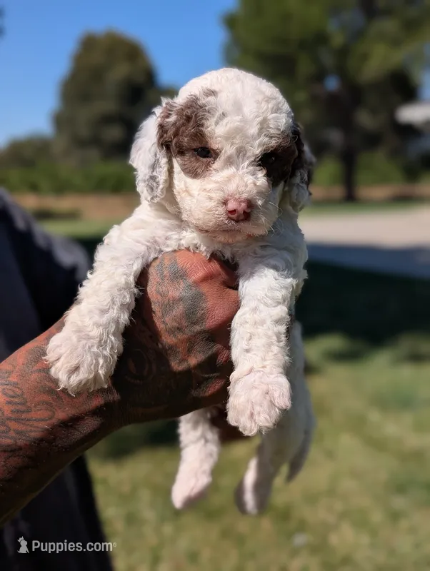 EMBER – Cavapoo, Miniature Bernedoodle puppy for sale in Sacramento, CA