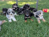 JADE, a female Miniature Bernedoodle for sale in Sacramento, CA – 5 of 5