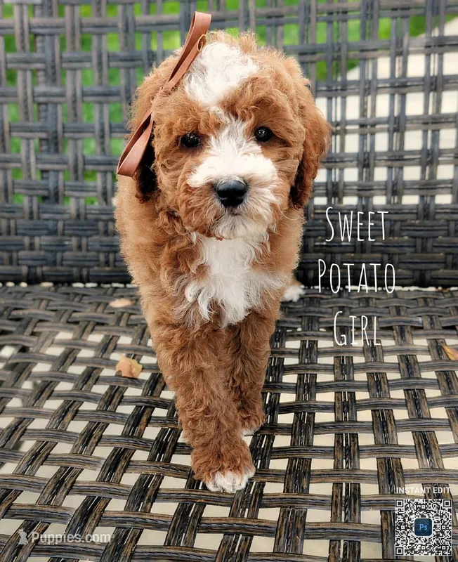 SWEET POTATO – Cavapoo, Poodle - Miniature  puppy for sale in Sacramento, CA