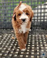 SWEET POTATO, a female Cavapoo and Poodle - Miniature  for sale in Sacramento, CA – 4 of 10