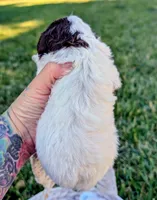 NOVA, a female Cavapoo and Miniature Bernedoodle for sale in Sacramento, CA – 4 of 5