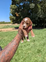 SWEET POTATO, a female Cavapoo and Poodle - Miniature  for sale in Sacramento, CA – 4 of 7
