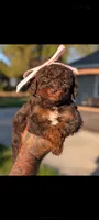 VAMPIRA, a female Poodle - Miniature  and Miniature Bernedoodle for sale in Sacramento, CA – 2 of 3