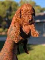 PUMPKIN SPICE , a male Goldendoodle for sale in Sacramento, CA – 4 of 5