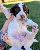 NOVA, a female Cavapoo and Miniature Bernedoodle for sale in Sacramento, CA – 2 of 5
