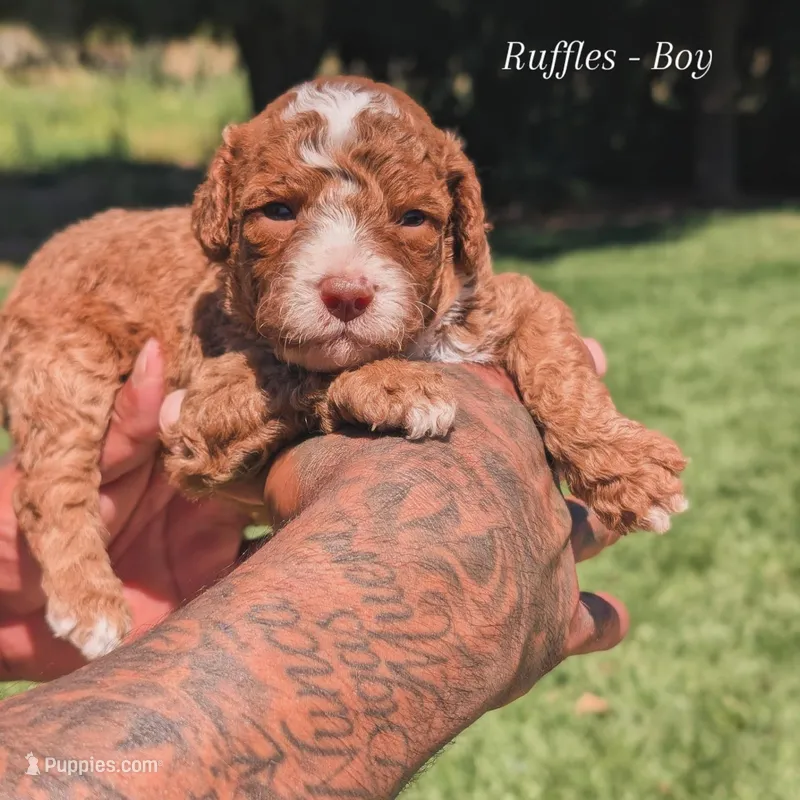 RUFFLES – Cavapoo, Poodle - Miniature  puppy for sale in Sacramento, CA