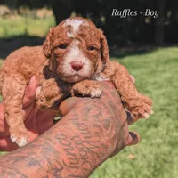 RUFFLES, a female Cavapoo and Poodle - Miniature  for sale in Sacramento, CA – 1 of 5