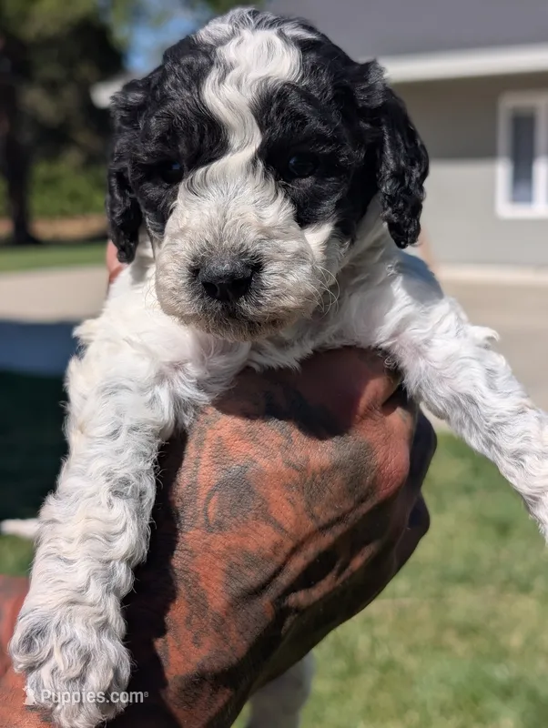 SALEM – Cavapoo, Miniature Bernedoodle puppy for sale in Sacramento, CA